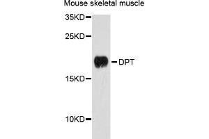 Western blot analysis of extracts of mouse skeletal muscle cells, using DPT antibody. (Dermatopontin Antikörper)