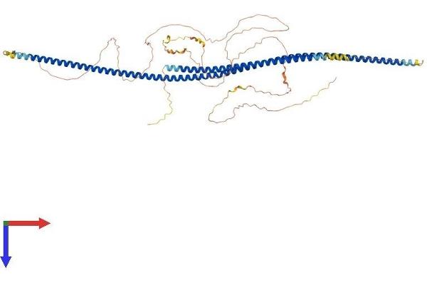 LZTS2 Protein (AA 1-669) (His tag)