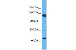 Western Blotting (WB) image for anti-WW and C2 Domain Containing 2 (WWC2) (C-Term) antibody (ABIN2774586) (WWC2 Antikörper  (C-Term))