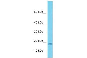 Host:  Rabbit  Target Name:  Supt4h1  Sample Type:  Rat Pancreas lysates  Antibody Dilution:  1. (SUPT4H Antikörper  (Middle Region))