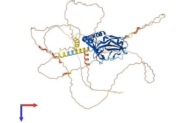 T-Box 18 Protein (TBX18) (AA 1-607) (His tag)
