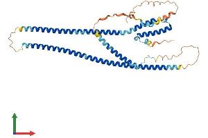 Protein Structure (PS) image for Rab Interacting Lysosomal Protein-Like 1 (RILPL1) (AA 1-406) protein (His tag) (ABIN7561579)