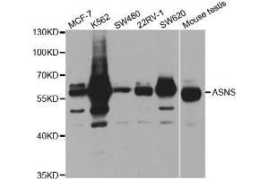 Western blot analysis of extracts of various cell lines, using ASNS antibody. (Asparagine Synthetase Antikörper  (AA 262-561))