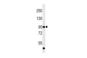 P4K3 (ABIN659123 and ABIN2843762) western blot analysis in  cell line lysates (35 μg/lane). (MAP4K3 Antikörper)