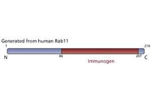 Image no. 2 for anti-RAB11A, Member RAS Oncogene Family (RAB11A) (AA 86-207) antibody (ABIN968091) (RAB11A Antikörper  (AA 86-207))