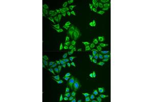 Immunofluorescence analysis of U2OS cells using MLANA antibody. (MLANA Antikörper  (AA 48-118))
