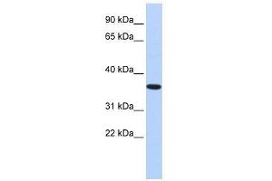 Western Blot showing CPXCR1 antibody used at a concentration of 1.