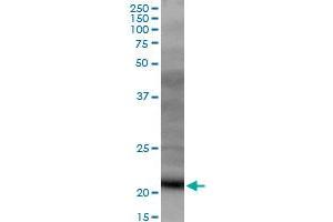 DR1 MaxPab polyclonal antibody. (DR1 Antikörper  (AA 1-176))