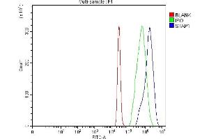 anti-Signal Transducing Adaptor Family Member 1 (STAP1) (AA 2-282) antibody