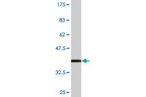 Western Blot detection against Immunogen (36.
