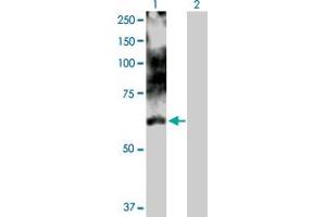 Western Blot analysis of LIMK1 expression in transfected 293T cell line by LIMK1 MaxPab polyclonal antibody. (LIM Domain Kinase 1 Antikörper  (AA 1-647))