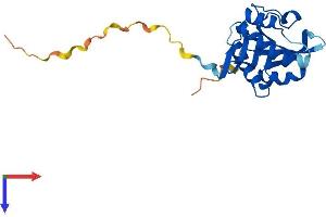 AANAT Protein (AA 1-207) (His tag)