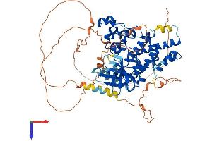 HIPK4 Protein (AA 1-616) (His tag)