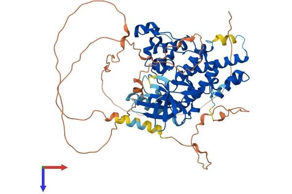 HIPK4 Protein (AA 1-616) (His tag)