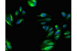 Immunofluorescent analysis of HepG2 cells using ABIN7169292 at dilution of 1:100 and Alexa Fluor 488-congugated AffiniPure Goat Anti-Rabbit IgG(H+L) (PPP6C Antikörper  (Catalytic Subunit))