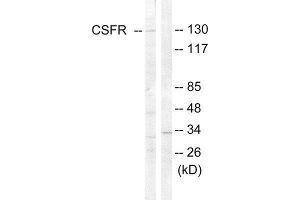 Western Blotting (WB) image for anti-Colony Stimulating Factor 1 Receptor (CSF1R) (Tyr809) antibody (ABIN1848010) (CSF1R Antikörper  (Tyr809))