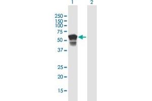 Western Blot analysis of NF2 expression in transfected 293T cell line by NF2 MaxPab polyclonal antibody.
