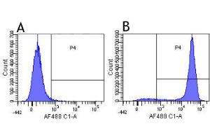 Flow-cytometry using the anti-CD52 research biosimilar antibody Campath-1G (YTH 34. (Rekombinanter CD52 Antikörper)