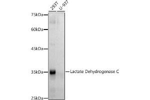 Western blot analysis of extracts of various cell lines, using Lactate Dehydrogenase C antibody (ABIN7268171) at 1:500 dilution.