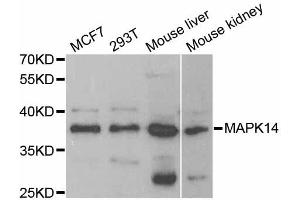 Western blot analysis of extracts of various cell lines, using MAPK14 antibody (ABIN5998182) at 1/1000 dilution. (MAPK14 Antikörper)