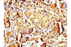 IHC image of ABIN7162579 diluted at 1:200 and staining in paraffin-embedded human pancreatic tissue performed on a Leica BondTM system. (PNLIP Antikörper  (AA 60-214))