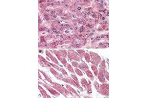 Immunohistochemistry (Formalin/PFA-fixed paraffin-embedded sections) of human liver (A) and human heart (B) tissue with GPR15 polyclonal antibody . (GPR15 Antikörper  (2nd Extracellular Domain))