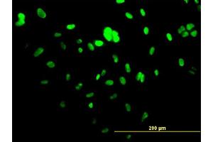 Immunofluorescence (IF) image for anti-Upstream Binding Transcription Factor, RNA Polymerase I (UBTF) (AA 551-650) antibody (ABIN521227)