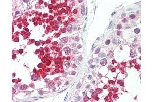 Anti-ROPN1L antibody IHC staining of human testis. (ROPN1L Antikörper  (C-Term))