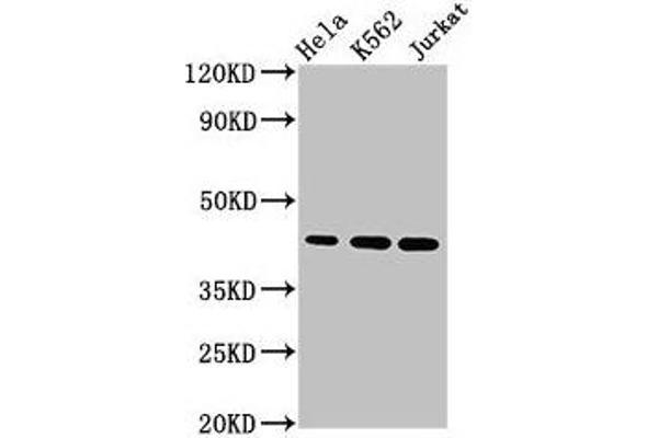 PHF6 antibody  (AA 2-312)