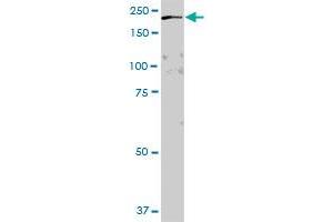 GAPVD1 MaxPab polyclonal antibody. (GAPVD1 Antikörper  (AA 1-629))