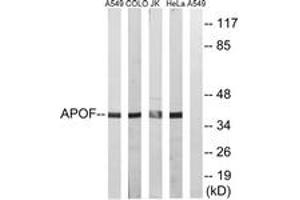 Western blot analysis of extracts from HeLa/Jurkat/COLO/A549 cells, using APOF Antibody.