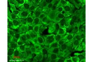 Immunocytochemistry/Immunofluorescence analysis using Mouse Anti-Hsp90 Monoclonal Antibody, Clone 4F3. (HSP90 Antikörper  (PerCP))