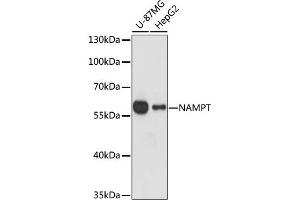 Western blot analysis of extracts of various cell lines, using NAMPT antibody (ABIN1873817) at 1:1000 dilution. (NAMPT Antikörper)
