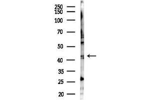 anti-Endo/exonuclease (5'-3'), Endonuclease G-Like (EXOG) (Internal Region) antibody