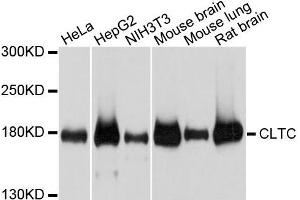 Western blot analysis of extracts of various cells, using CLTC antibody. (Clathrin Heavy Chain (CLTC) Antikörper)