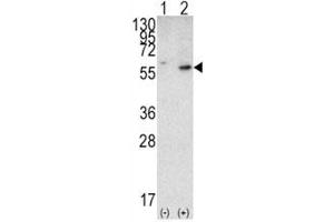 PTEN antibody  (AA 69-104)