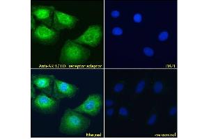 ABIN185037 Immunofluorescence analysis of paraformaldehyde fixed U2OS cells, permeabilized with 0. (LDLRAP1 Antikörper  (N-Term))
