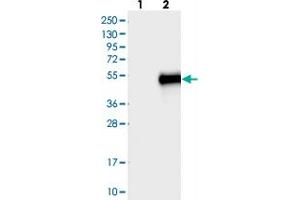 Western blot analysis of Lane 1: Negative control (vector only transfected HEK293T lysate), Lane 2: Over-expression Lysate (Co-expressed with a C-terminal myc-DDK tag (~3. (C11orf48 Antikörper)