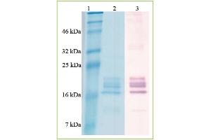 Lanes1-2: SDS-PAGE analysis of recombinant BAFF. (BAFF Protein (AA 4-285) (His tag))