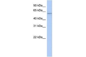 WB Suggested Anti-CPNE4 Antibody Titration: 0.
