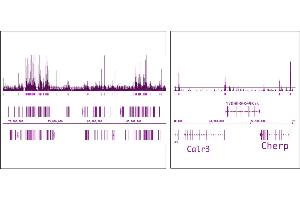 OGT/O-GlcNAc transferase (pAb) tested by ChIP-Seq. (OGT Antikörper  (N-Term))