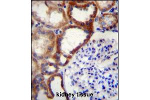 STARD4 Antibody (N-term) (ABIN656728 and ABIN2845952) immunohistochemistry analysis in formalin fixed and paraffin embedded human kidney tissue followed by peroxidase conjugation of the secondary antibody and DAB staining.