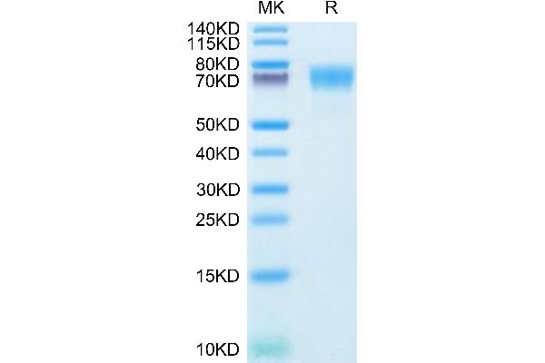 ICAM1 Protein (AA 28-480) (His tag)