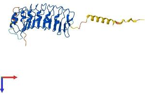 LRRC10 Protein (AA 1-277) (His tag)