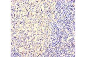 Immunohistochemistry of paraffin-embedded human tonsil tissue using ABIN7161144 at dilution of 1:100 (NEO1 Antikörper  (AA 414-682))