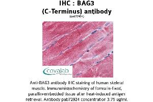 Image no. 2 for anti-BCL2-Associated Athanogene 3 (BAG3) (C-Term) antibody (ABIN1732194) (BAG3 Antikörper  (C-Term))