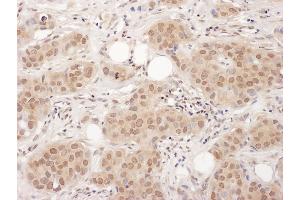 Immunohistochemistry (IHC) image for anti-Endothelial Differentiation Related Factor 1 (EDF1) (AA 98-148) antibody (ABIN7455005) (EDF1 Antikörper  (AA 98-148))