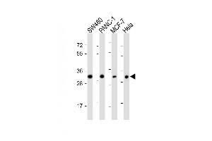 All lanes : Anti-OR7C2 Antibody at 1:1000 dilution Lane 1: S whole cell lysate Lane 2: NC-1 whole cell lysate Lane 3: MCF-7 whole cell lysate Lane 4: Hela whole cell lysate Lysates/proteins at 20 μg per lane. (OR7C2 Antikörper  (AA 286-319))