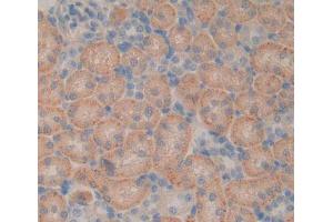 Immunohistochemistry (IHC) image for anti-Low Density Lipoprotein Receptor-Related Protein Associated Protein 1 (LRPAP1) (AA 111-360) antibody (ABIN1859710)