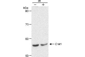 Western Blotting (WB) image for anti-Checkpoint Kinase 1 (CHEK1) (AA 200-250) antibody (ABIN7453256) (CHEK1 Antikörper  (AA 200-250))